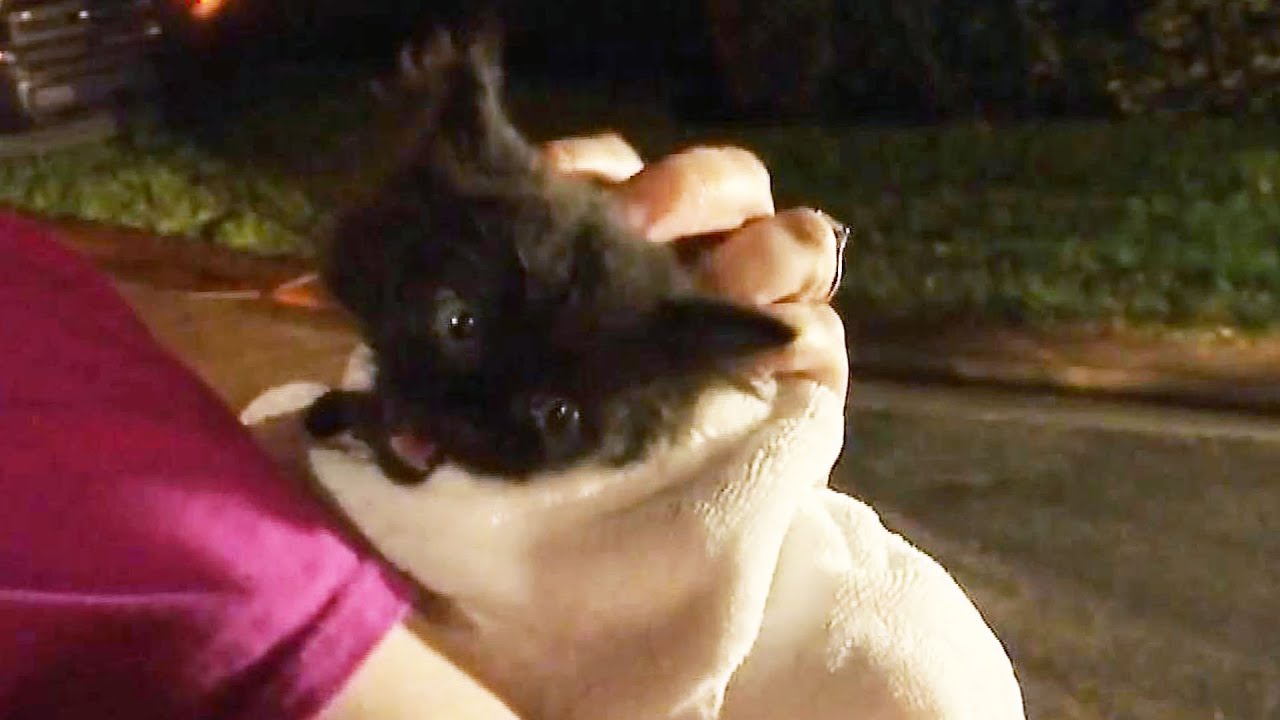 Neighbors Rescue Cat From Open Manhole