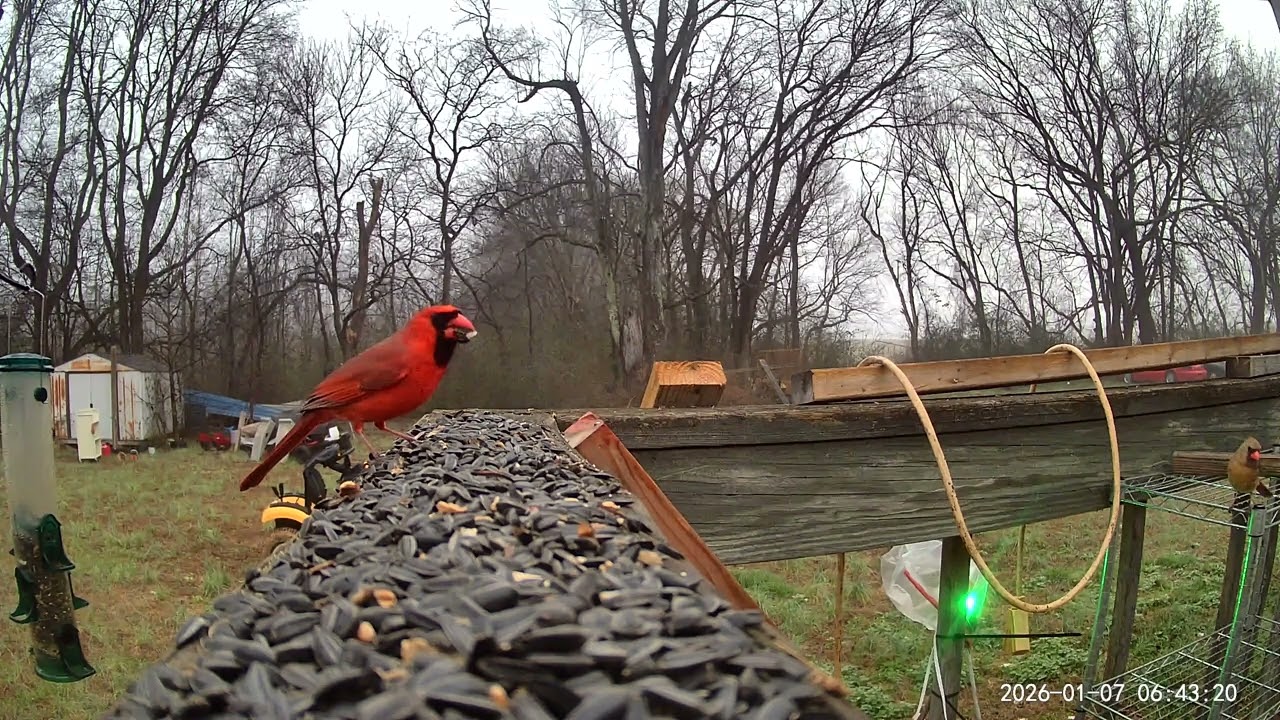 Birds ASMR 
