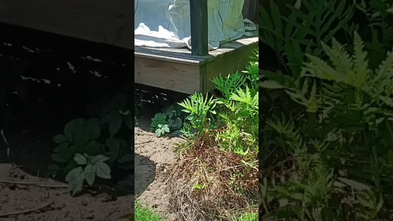 Landscaping with Ferns! #sheetmulching