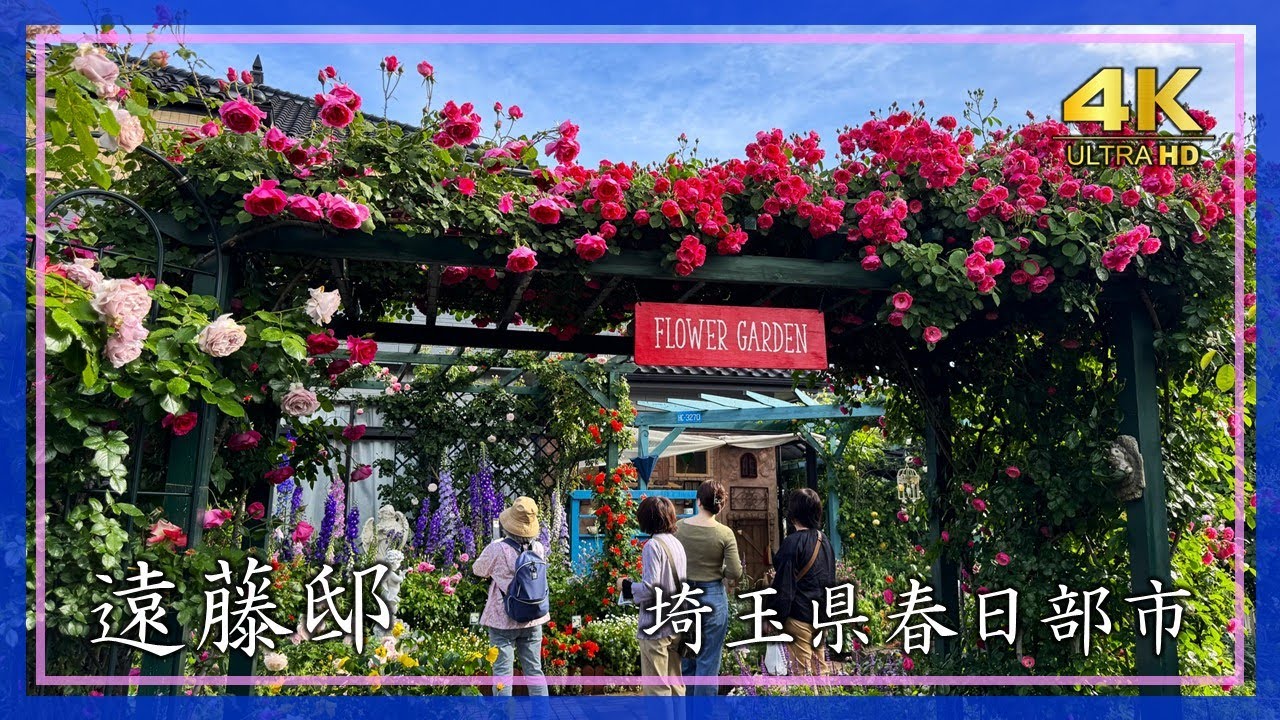 2025年5月11日 【個人庭園】遠藤邸（埼玉県春日部市）美しすぎるバラが咲き誇る雨上がりの静かな風景【4K】