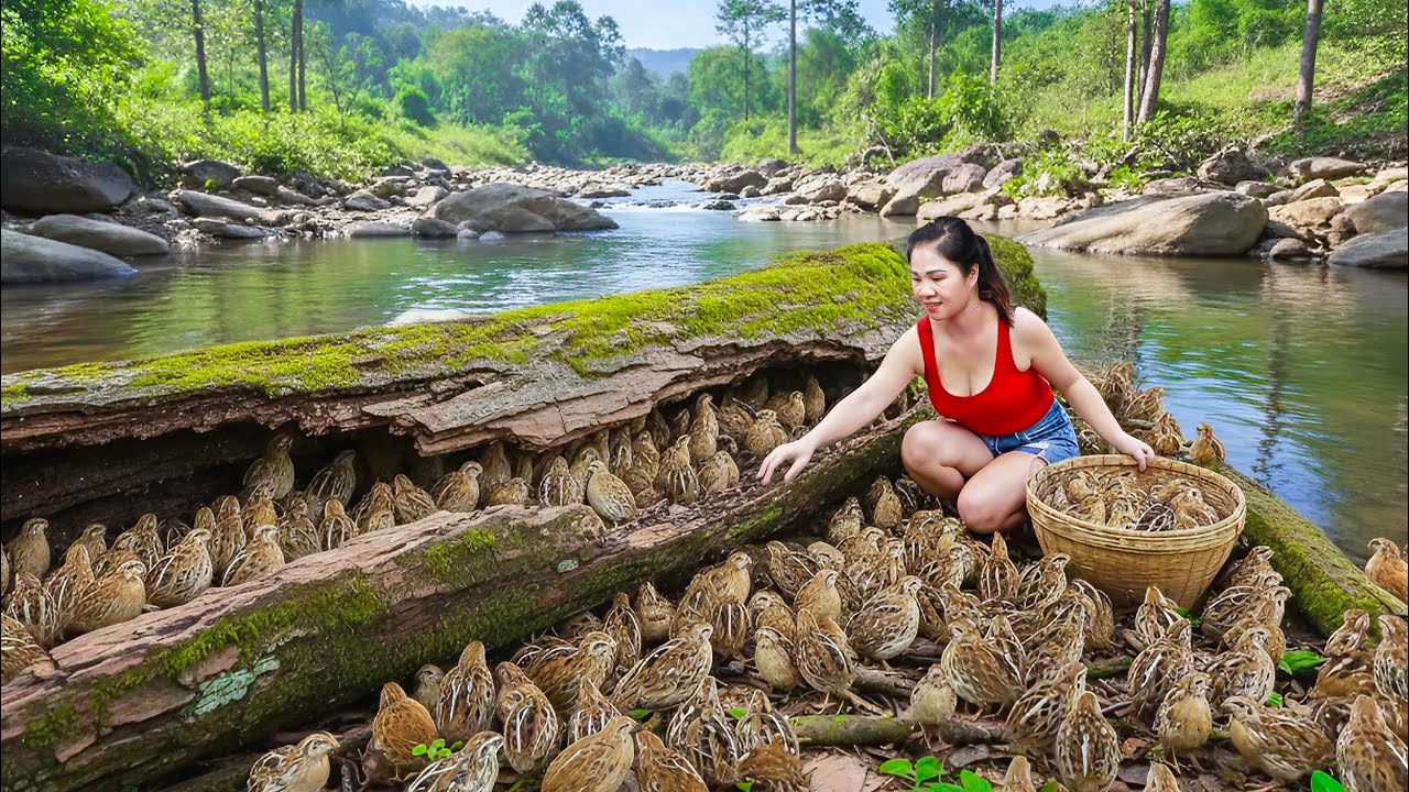 TIMELAPSE - Harvesting 1.000.000+ wild Quail Chicks & Go To Market Sell | Cooking and Free Bushcraft