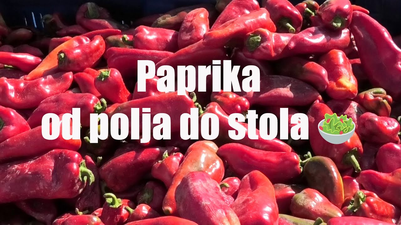 Kako nastaje najbolja paprika za ajvar | OPG Lenček