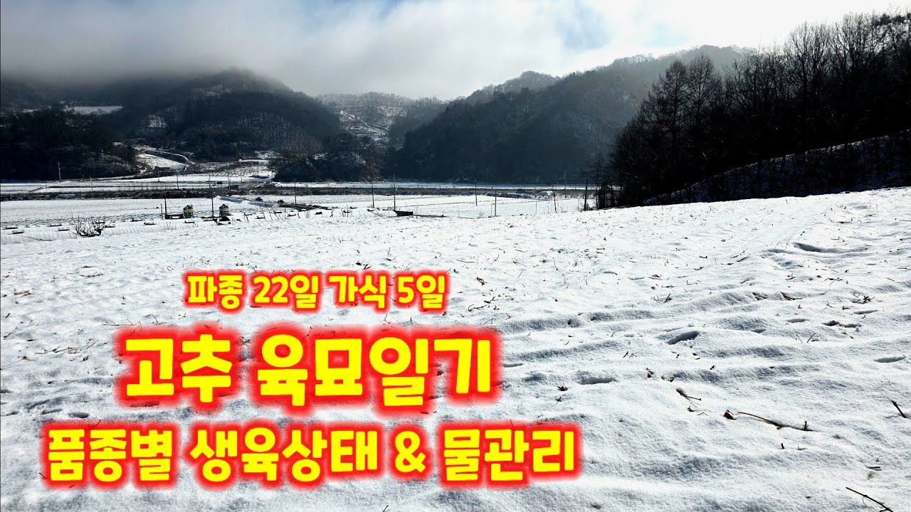 고추 육묘일기 가식 5일 파종 22일 괴산청결고추 고추 모종키우기 자연울림 청정괴산 풀뿌리농장 [고추재배방법]
