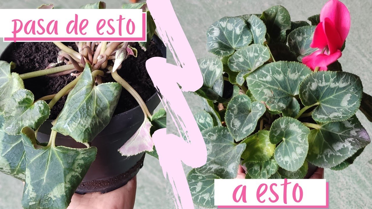 cómo SALVAR a mi violeta de los Alpes😱• 3 TIPS fundamentales l el jardín de Rosita 💞