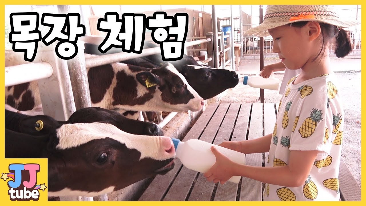 젖소 우유짜기 체험!! 송아지 우유먹이기 목장체험 태신목장 체험학습 [제이제이 튜브-JJ tube]