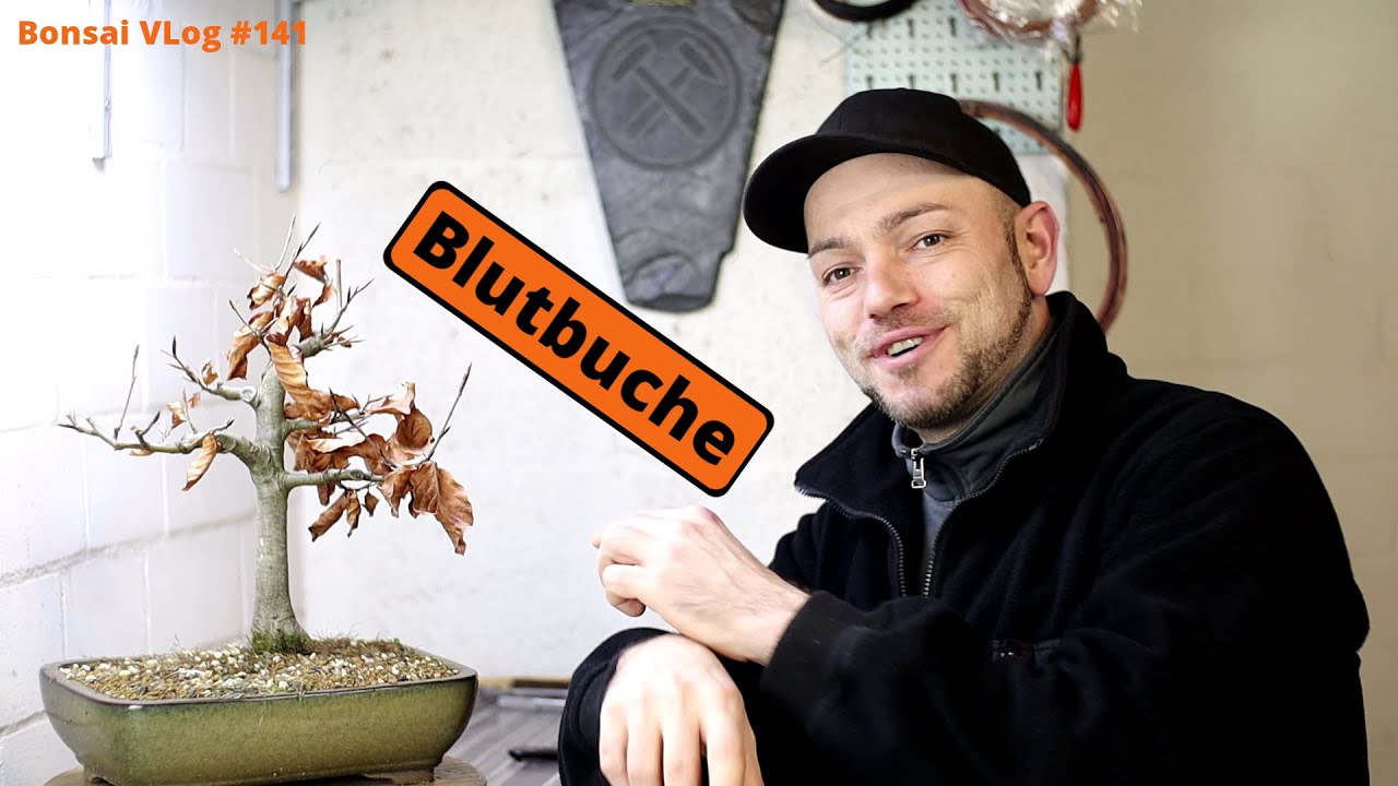 Keine Spitze, kein Nebari und kein Plan bei der Blutbuche Fagus sylvatica | Bonsai VLog #141