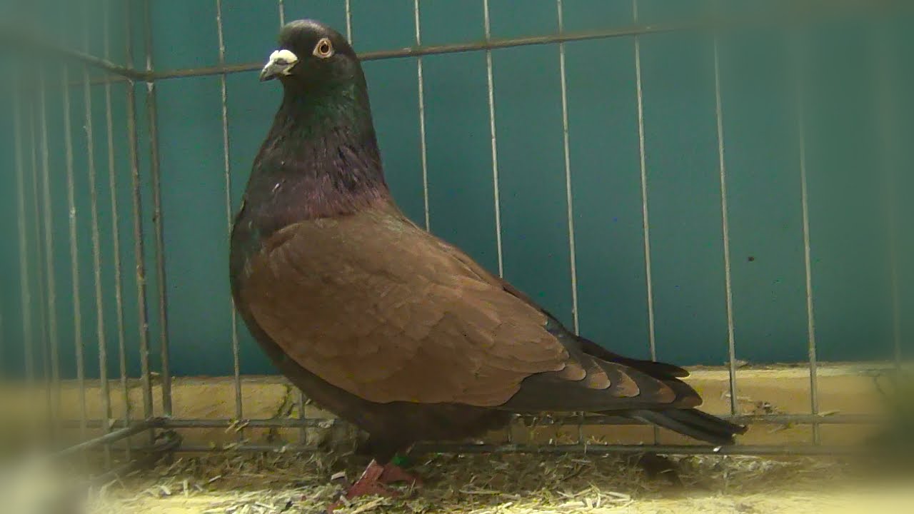Pigeons Scarabées de Thuringe - Thuringian Goldbeetle - Thüringer  Goldkäfertaube