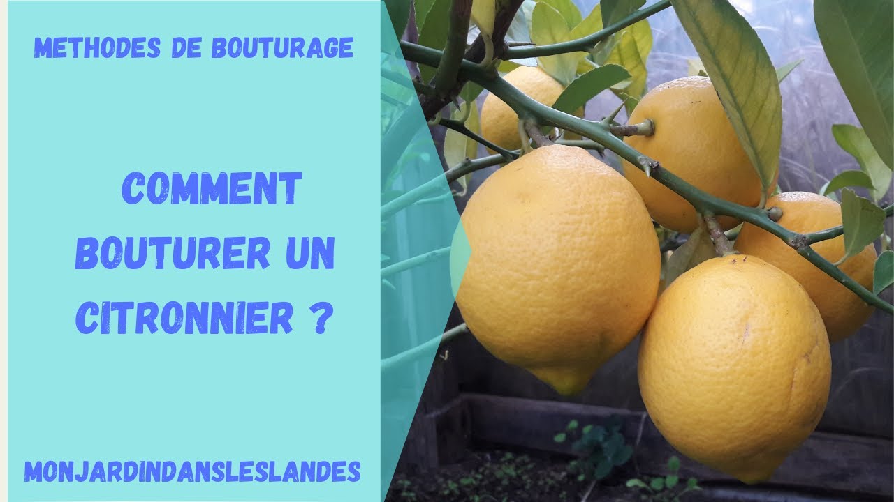 Comment bouturer un citronnier ?  - Monjardindansleslandes