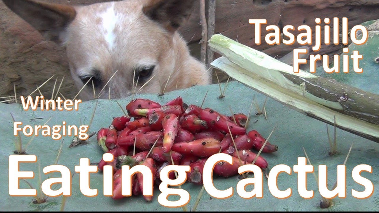 Eating Christmas Cactus Fruit -Winter Tasajillo Tunas-