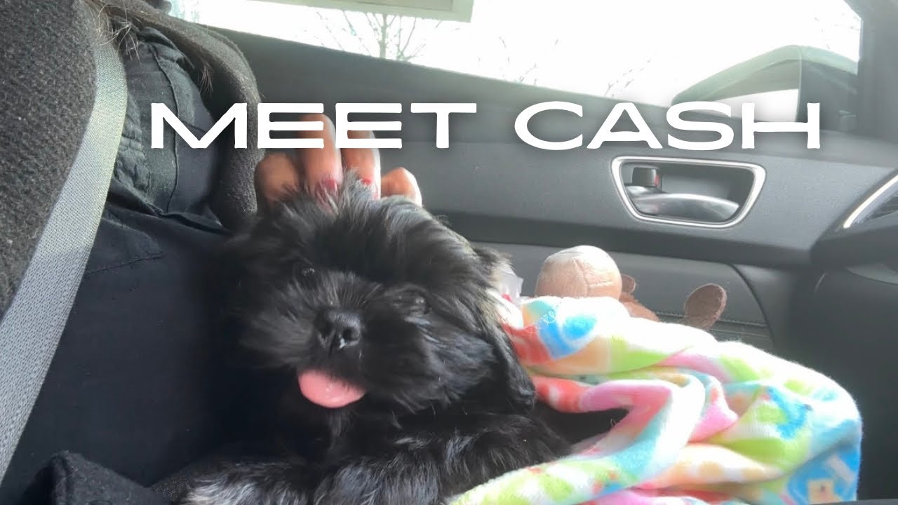 Come with me to pick up my SHIH TZU| Meet Cash