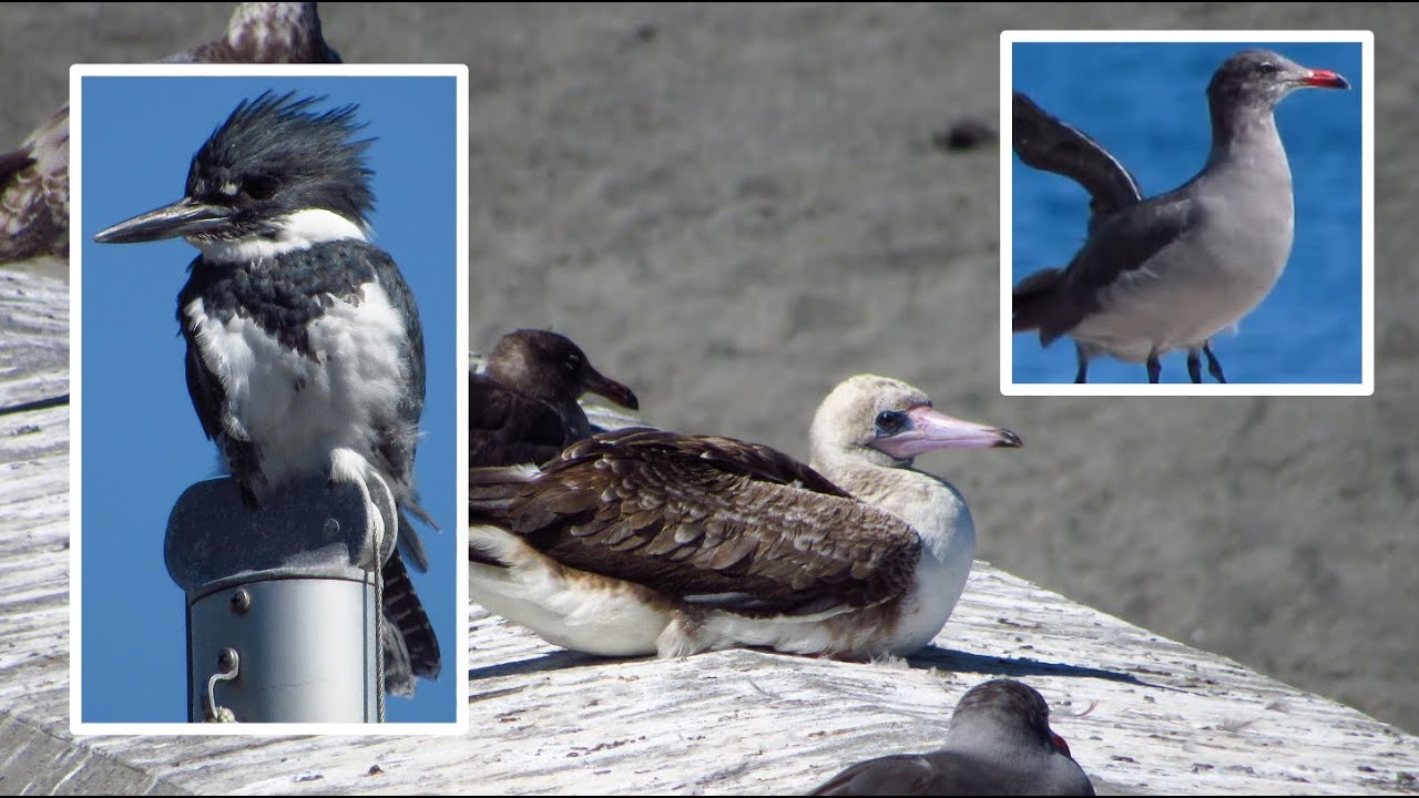 Crossing the Puget Sound in Search of the Red-footed Booby - WA