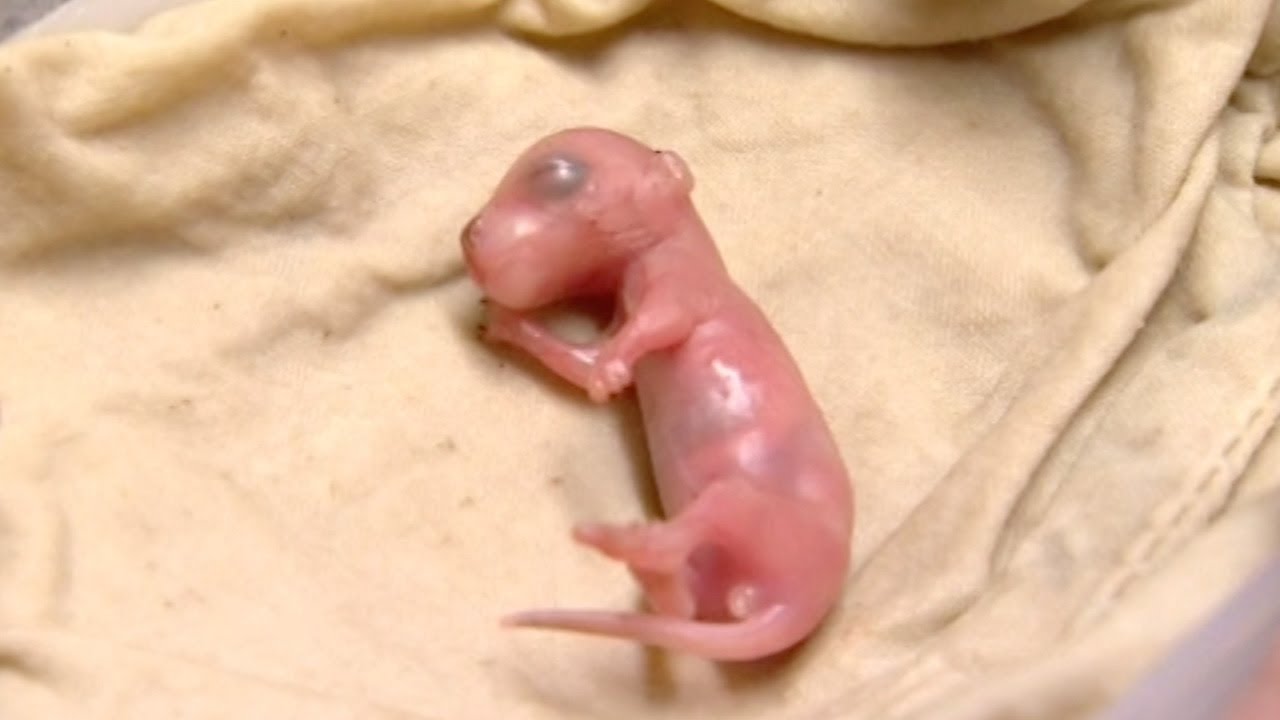 Fostering Tiny Baby Rock Wallabies | Nature's Miracle Babies | BBC Earth