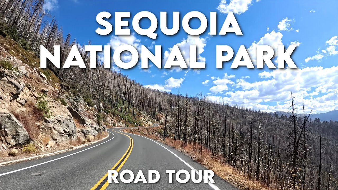 SEQUOIA NATIONAL PARK - The place of the LARGEST trees in the world