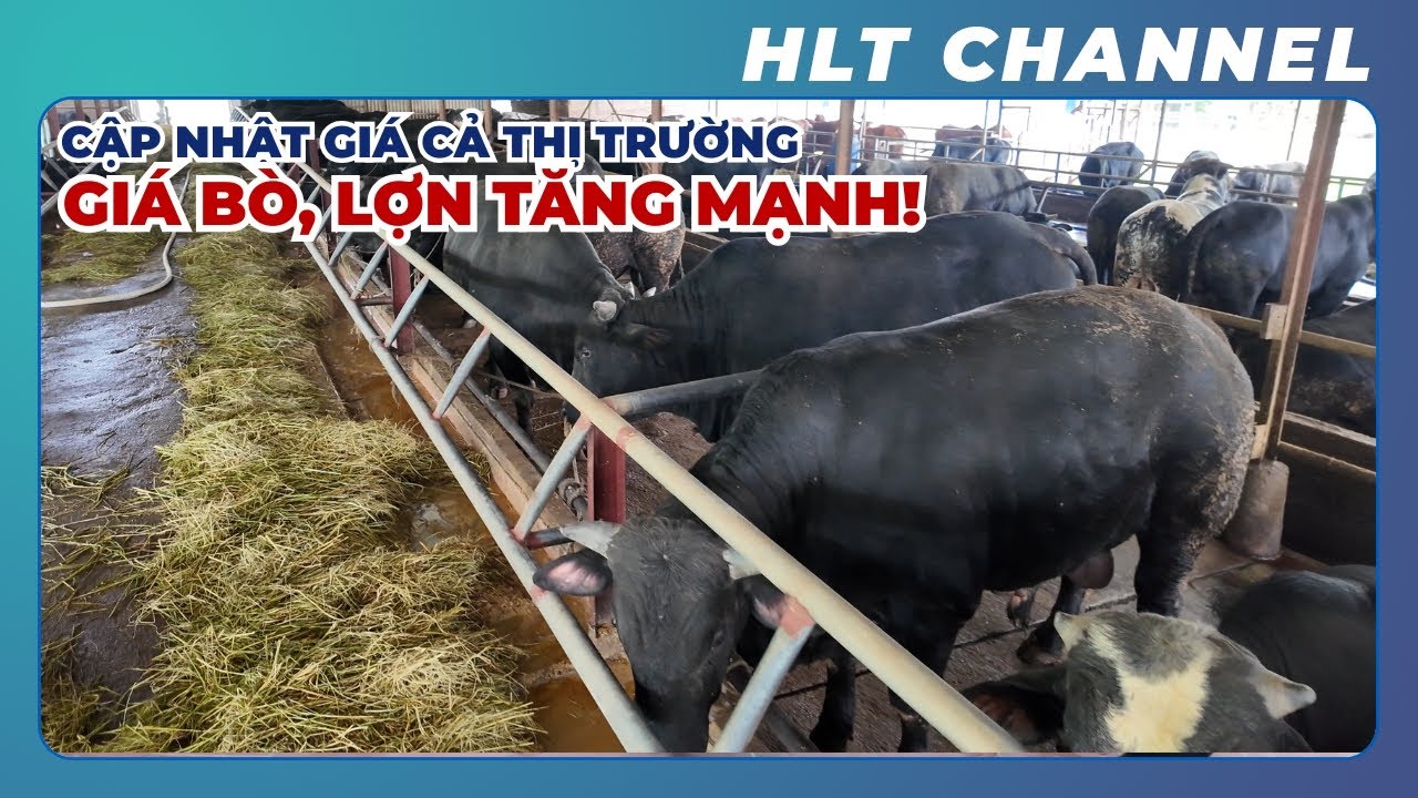 Giá Lợn, Bò Đang Tăng Mạnh, Có Đàn Bò Như Này Thì Tiền Để Đâu Cho Hết? | Cập Nhật Giá Cả Thị Trường