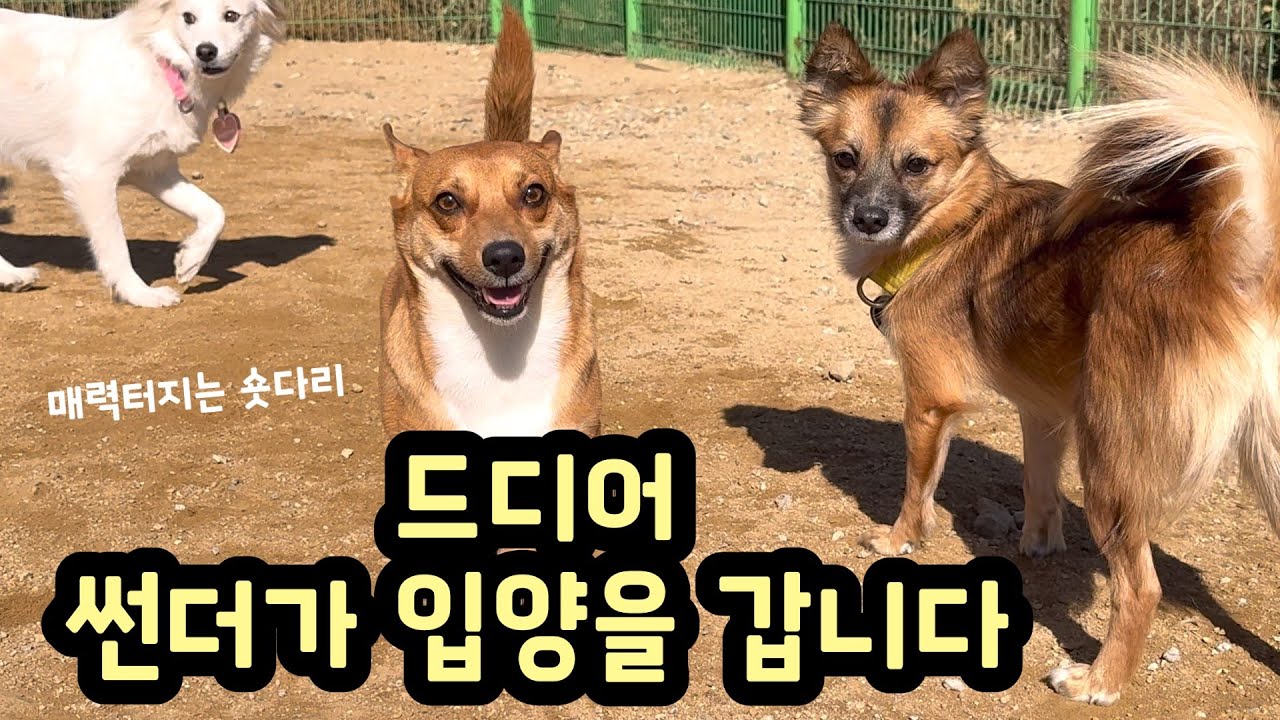 센터 마지막 하루… 친구들과 마음껏 노는 썬더