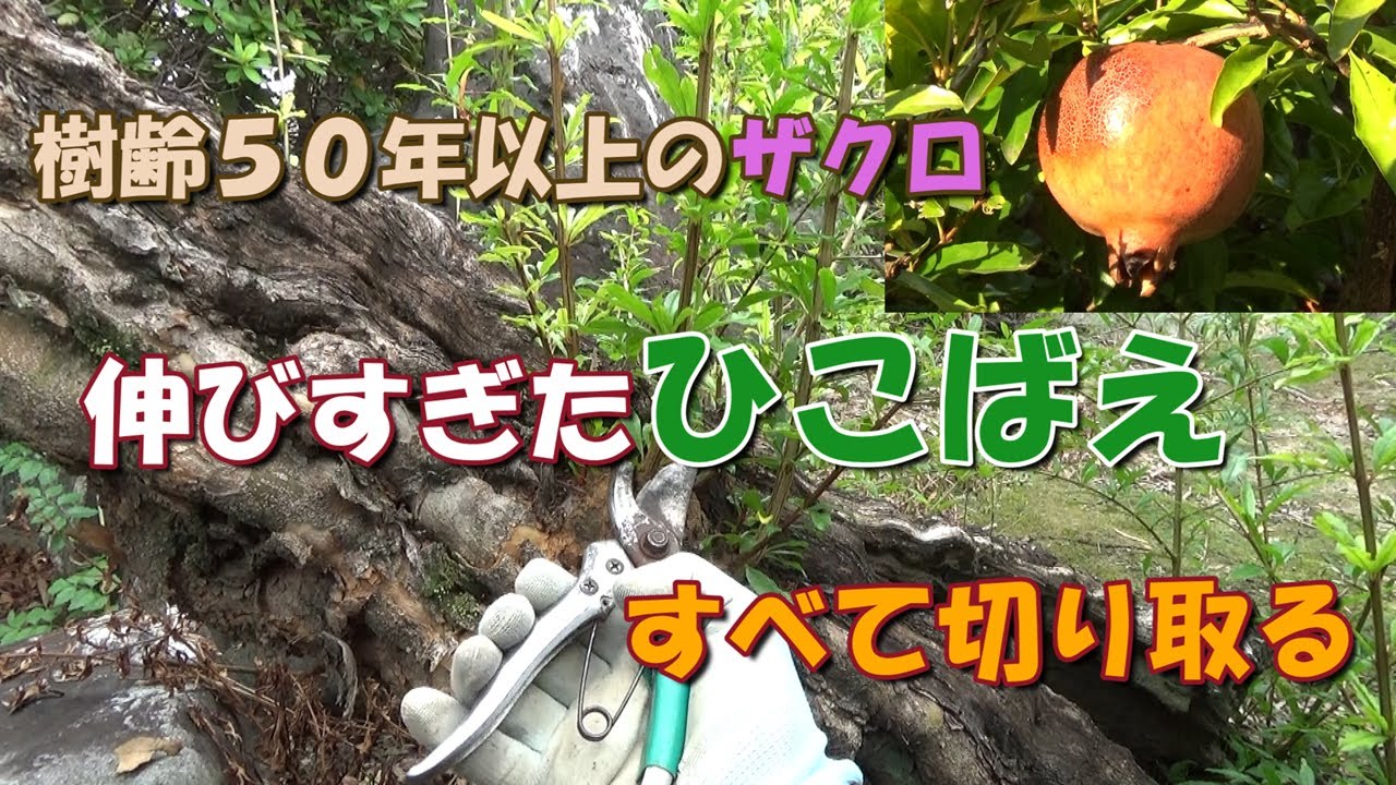 【我が家の果樹たち】樹齢５０年以上のザクロ－伸びすぎたひこばえをすべて切り取る－