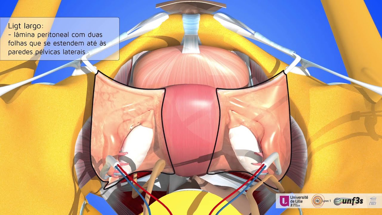 Órgaos pélvicos femininos. Ligamentos