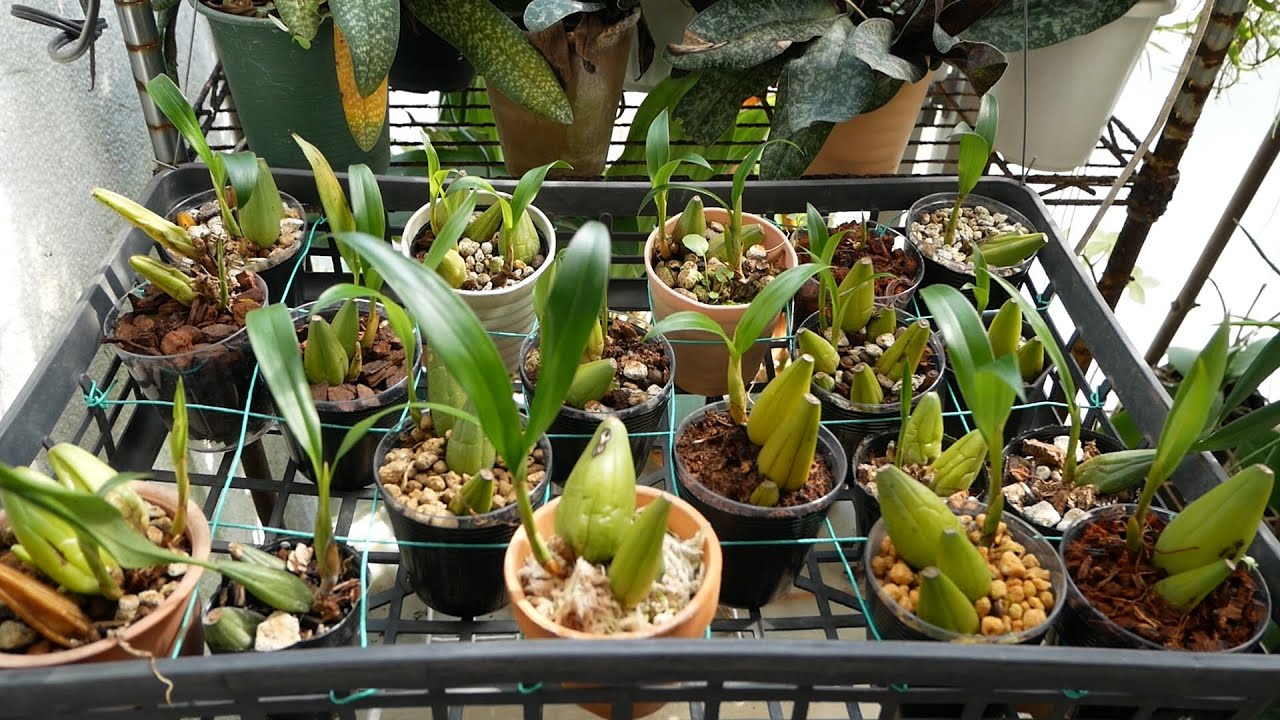 セロジネのバルブふかし④（How to increase coelogyne）