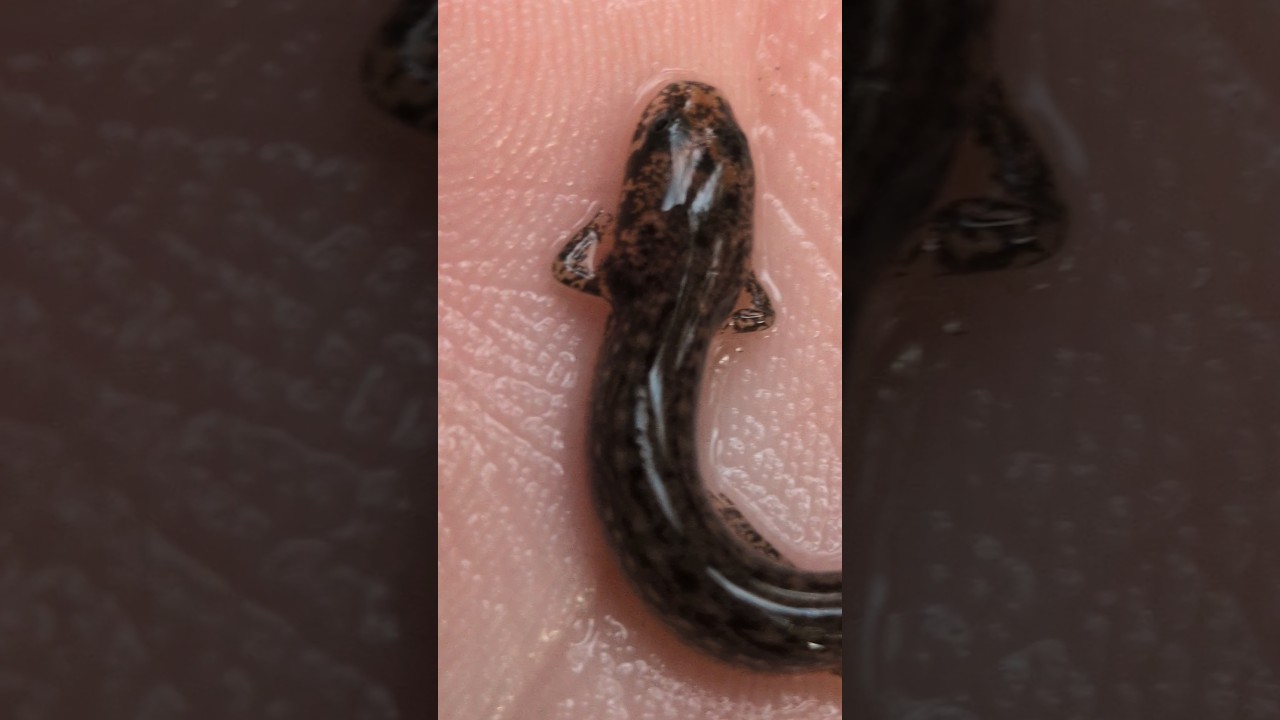 Cutest baby Salamander in the world!!!