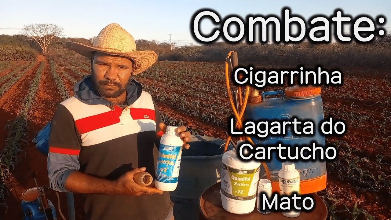 Tudo sobre a lagarta do cartucho, cigarrinha e herbicida
