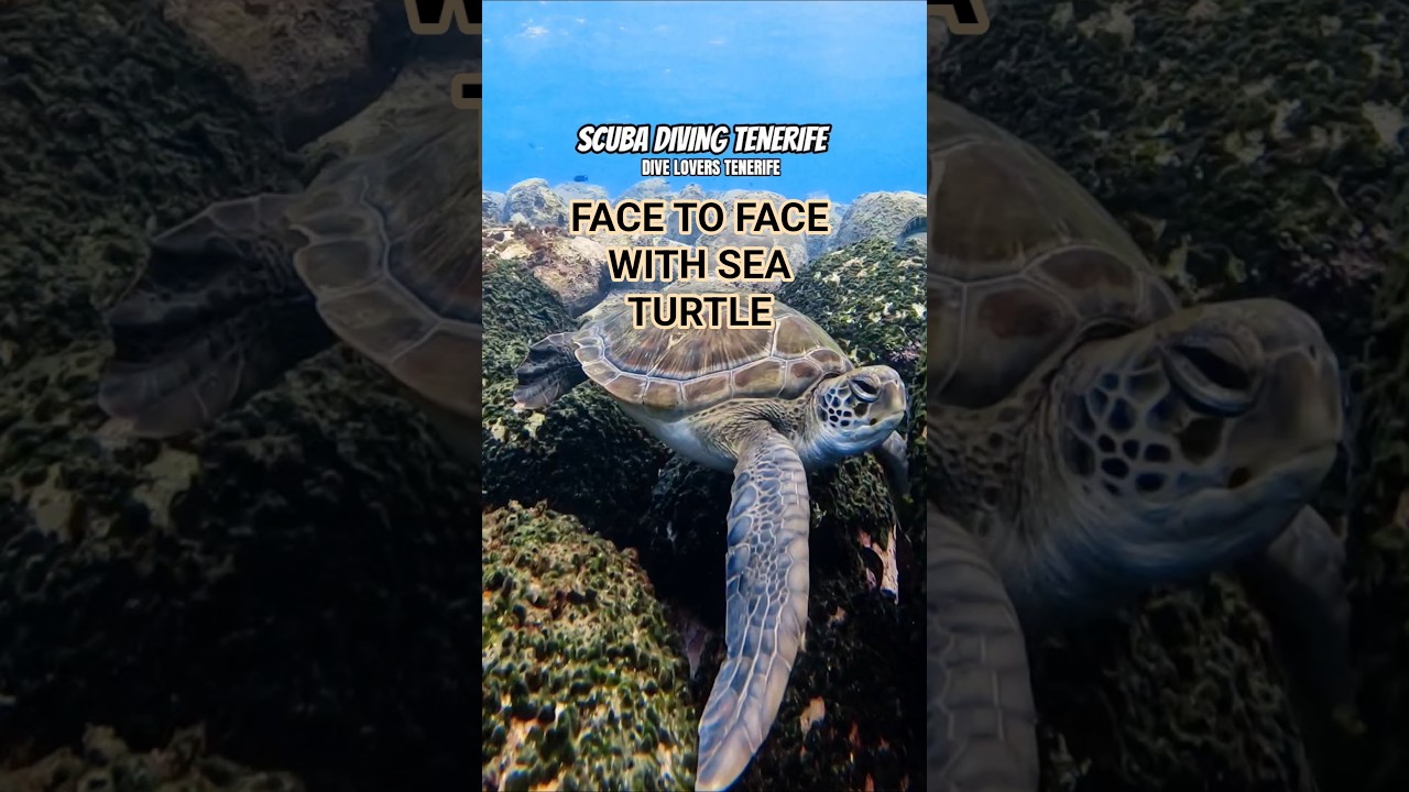 DIVING IN TENERIFE - FACE TO FACE WITH SEA TURTLE #tenerife #scubadiving #teneryfa #turtle #dive