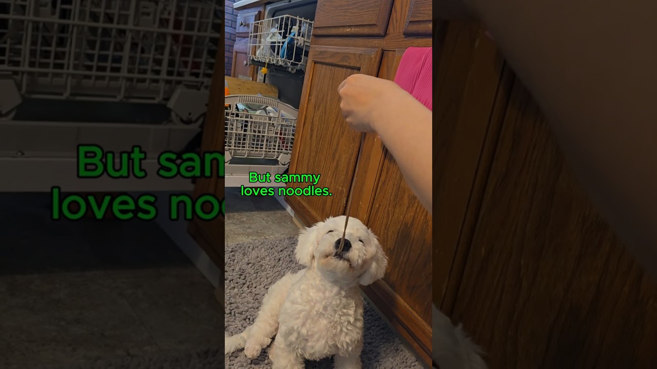 Sammy loves noodles