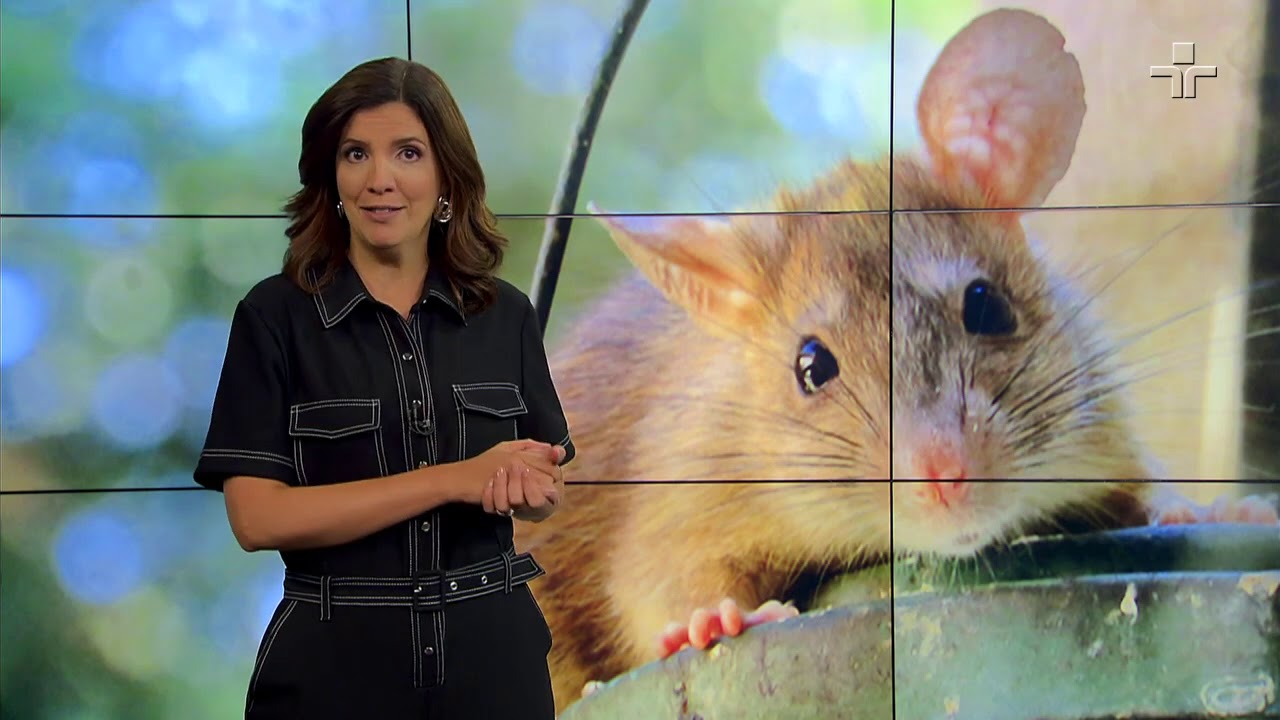 Matéria de Capa | Inteligência Animal | 15/11/2020
