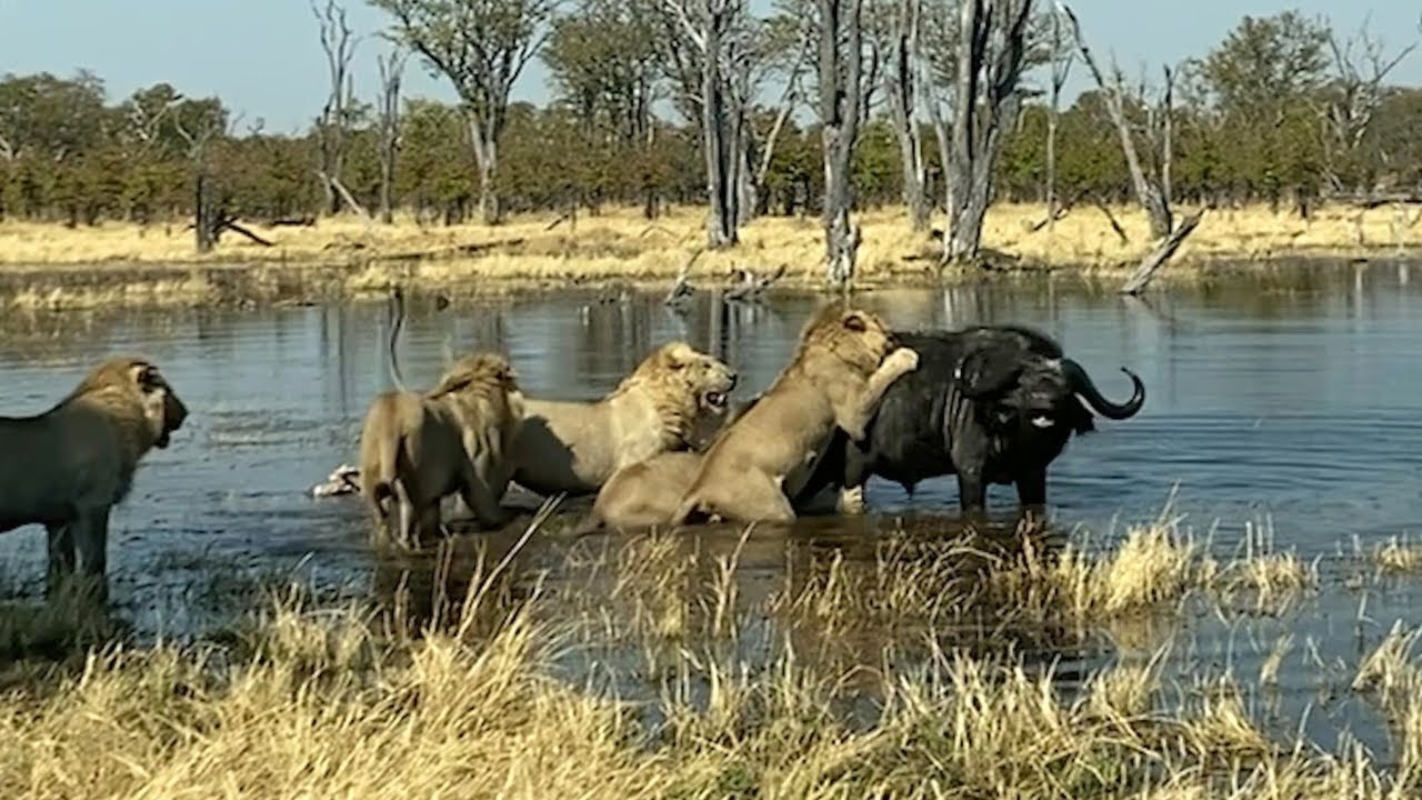 WATCH AGAIN: Buffalo Takes Down Lion with CRAZY Flip Move!