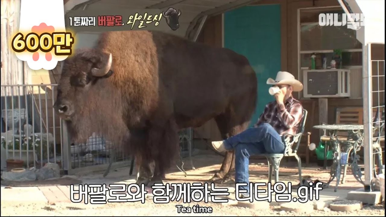 강아지같은(?) 1톤짜리 버팔로A one-ton buffalo that looks like a puppy(?)
