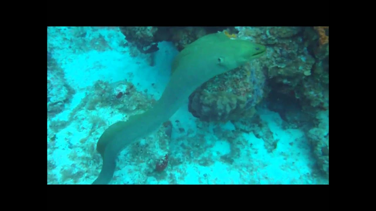 Green Moray Eel Attacks Diver ★★★★★