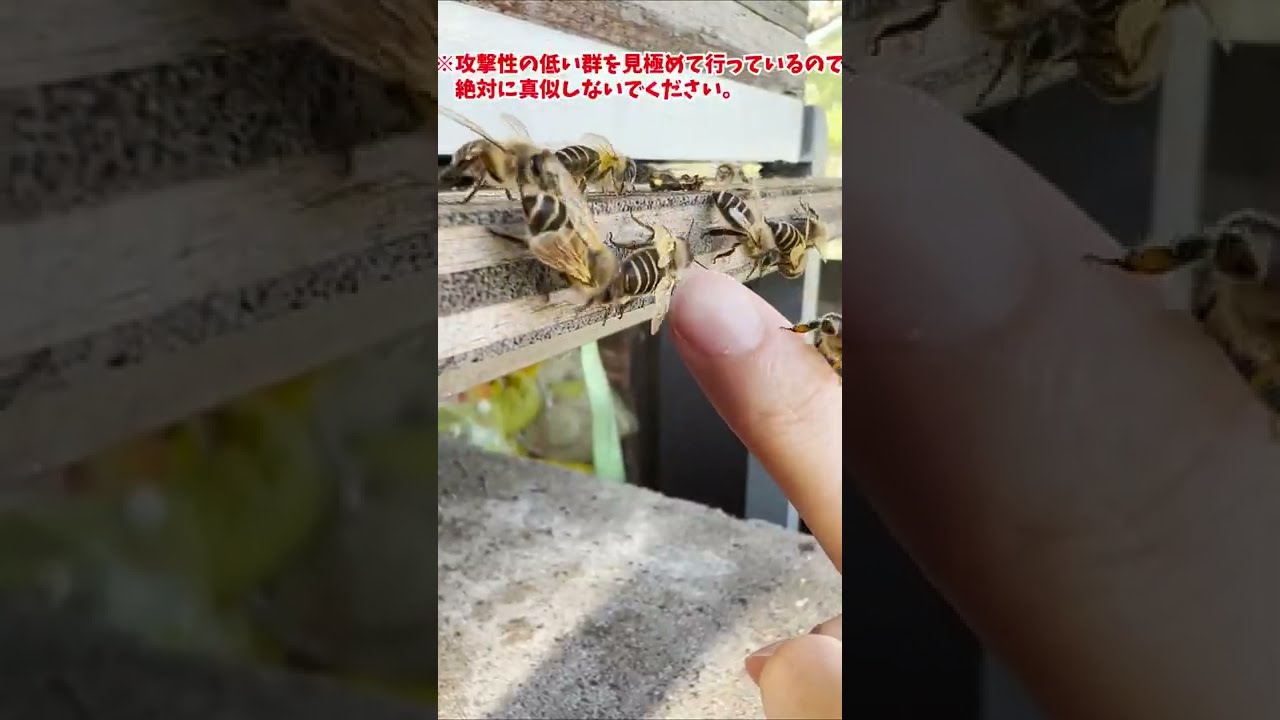 質問きてた！日本蜜蜂の巣の入り口に指を置いたら刺される？ 