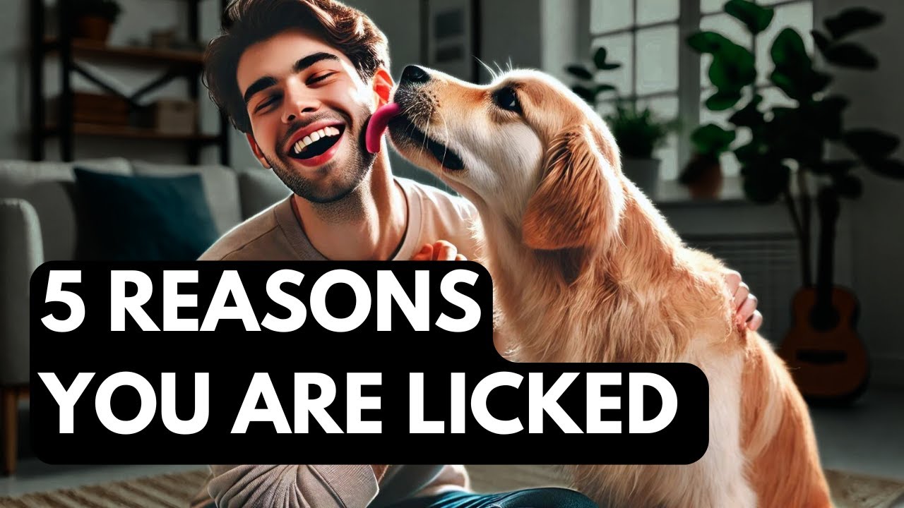 Why Does My Dog Lick Me so Much? Top 5 Reasons!