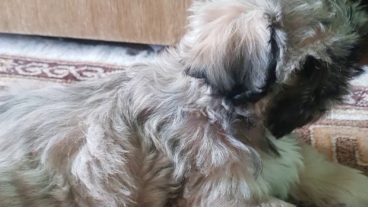 O istorioară interesantă şi hazlie.