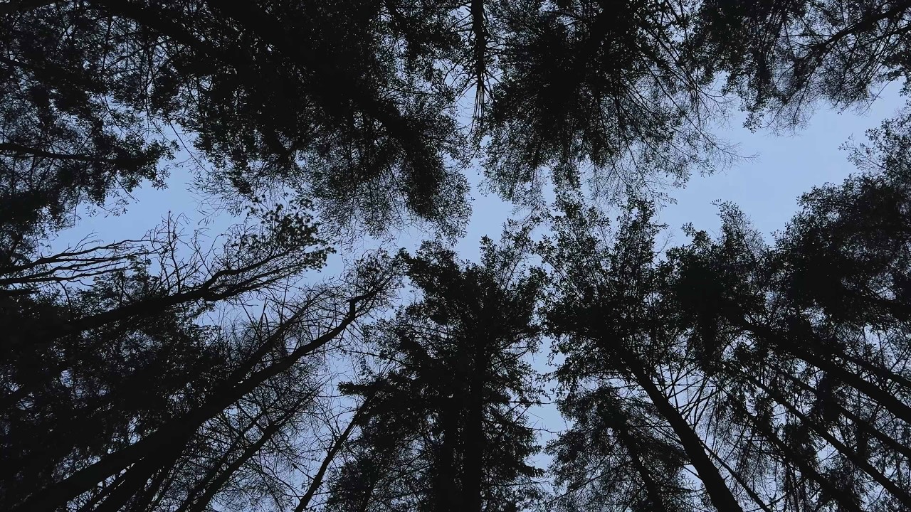 Winter Solstice – Forest Gazing | Scotland
