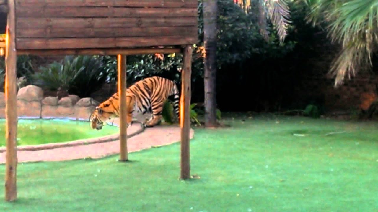 When the hunter becomes the hunted !