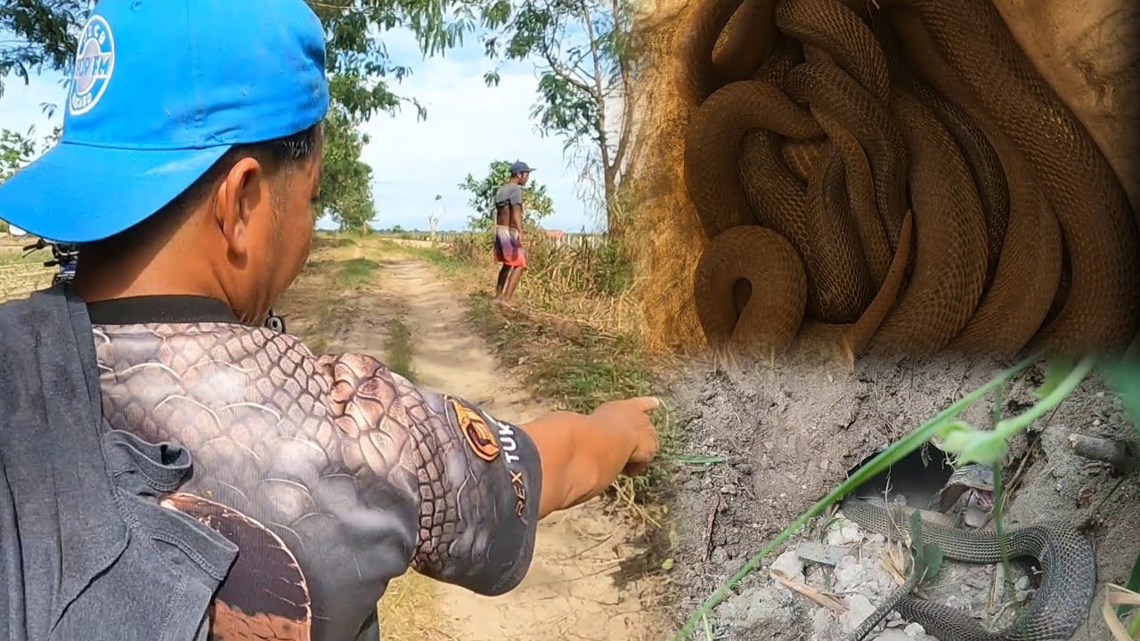 NAKABAON NA TUBO NAPUNO NG COBRA