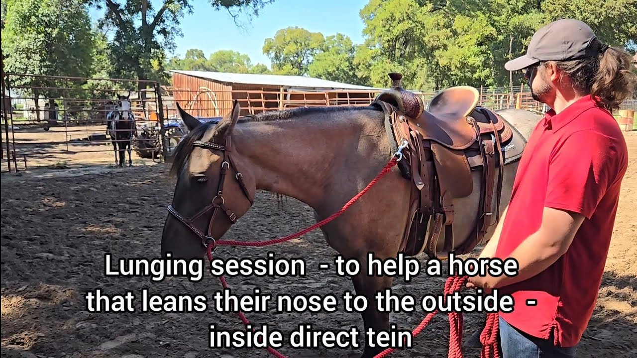 Problem horse bends to the outside of the circle when lunging- Alternate rigging using a sidepull