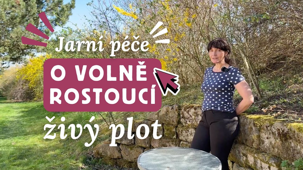 Co je volně rostoucí živý plot a jak o něj nejen na jaře pečovat? | Tip od zahradní architektky