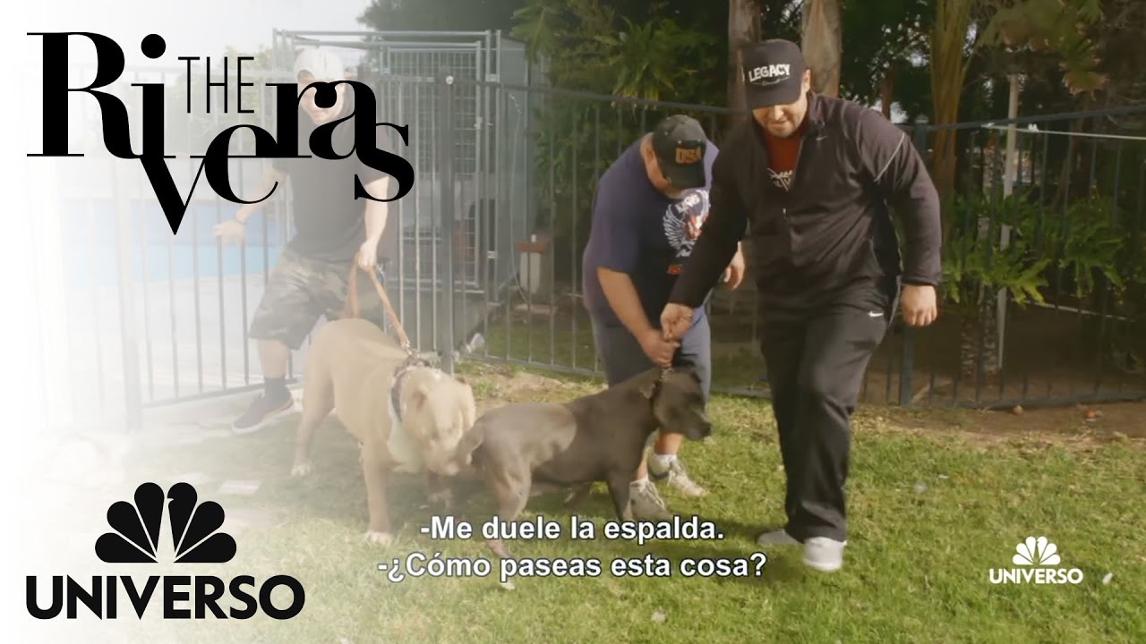 Mikey tries to breed Juan’s dogs | The Riveras | Universo