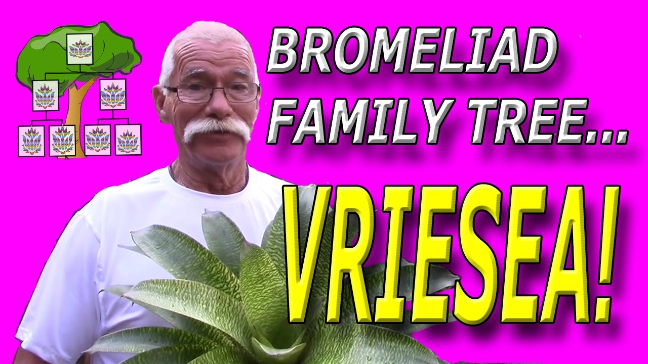 Bromeliad Family Tree... Vriesea!