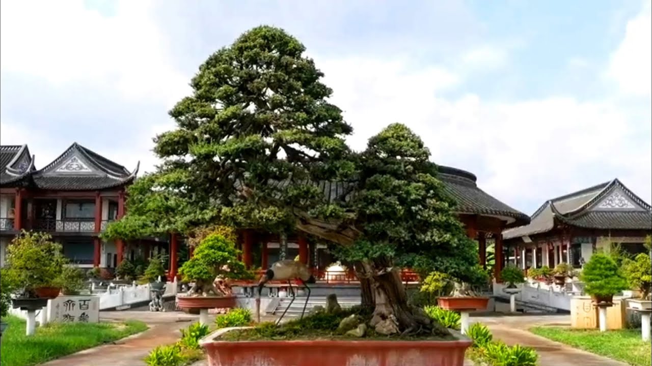 17 Tác phẩm Cây Cảnh Trung Quốc đương đại (Phần cuối)