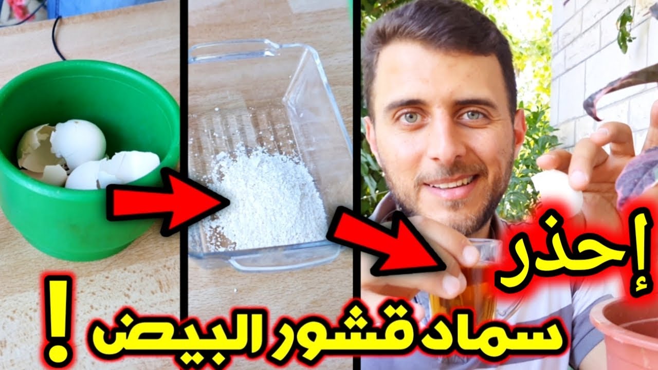 ماذا يحدث إذا استخدمت قشور البيض كسماد لنباتاتك؟