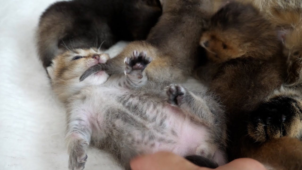 Cute kitten is surprised when his siblings' tail get stuck in his mouth