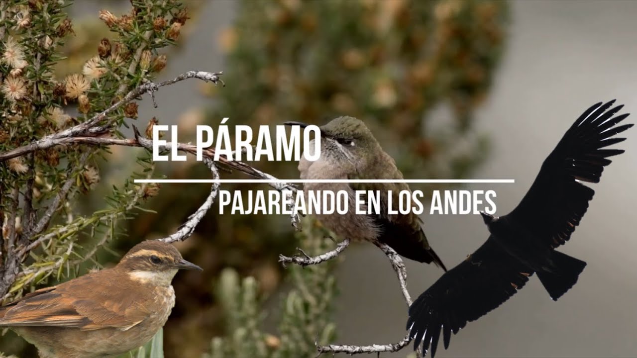 Pajareando en Ecuador 🇪🇨 | El P&aacute;ramo del Antisana