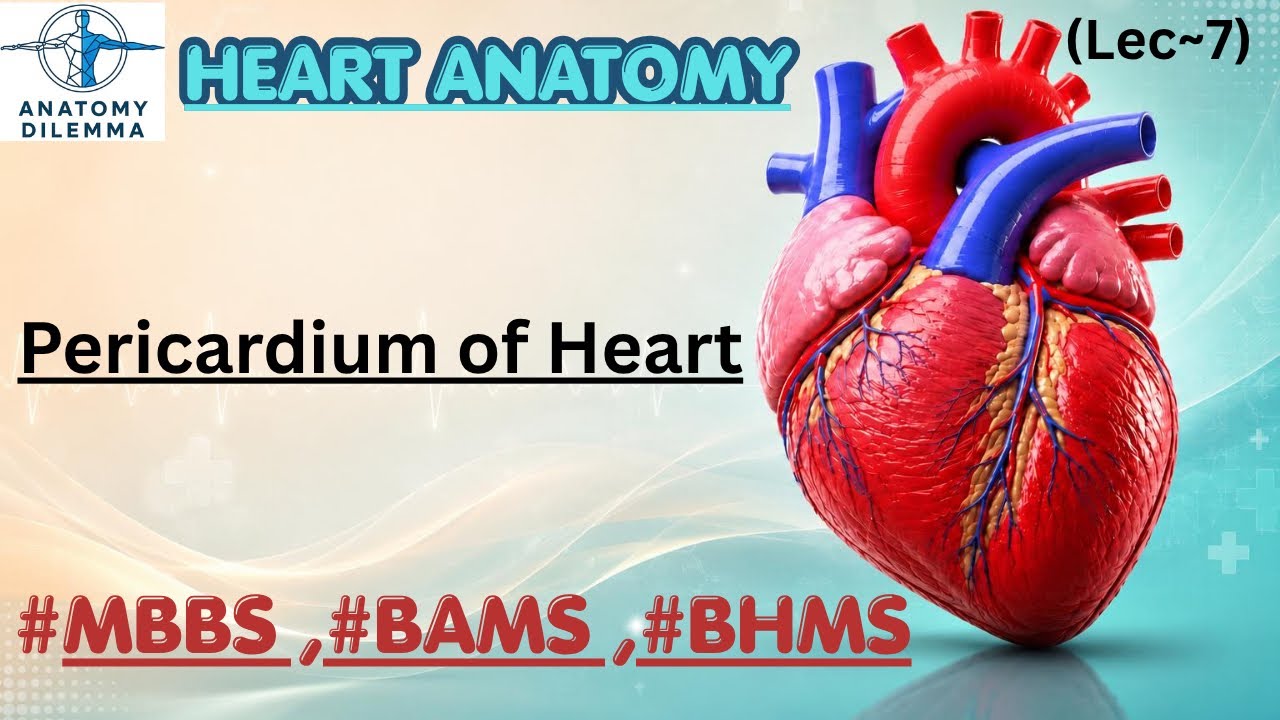 Pericardium of heart | cardiovascular system | anatomy dilemma | Mukul Goyal 