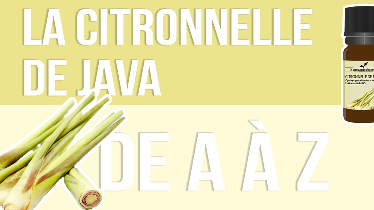 [HUILES ESSENTIELLES] À la découverte de la Citronnelle de Java