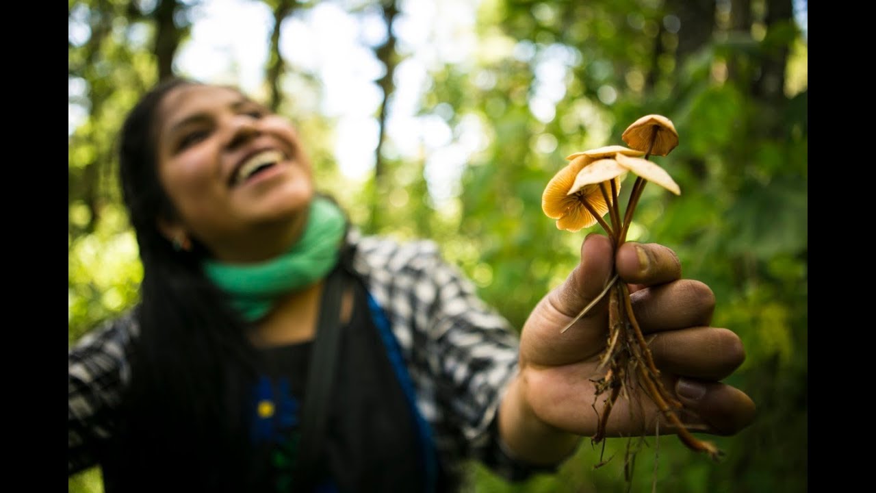 En Oaxaca enseñan a vivir de los hongos