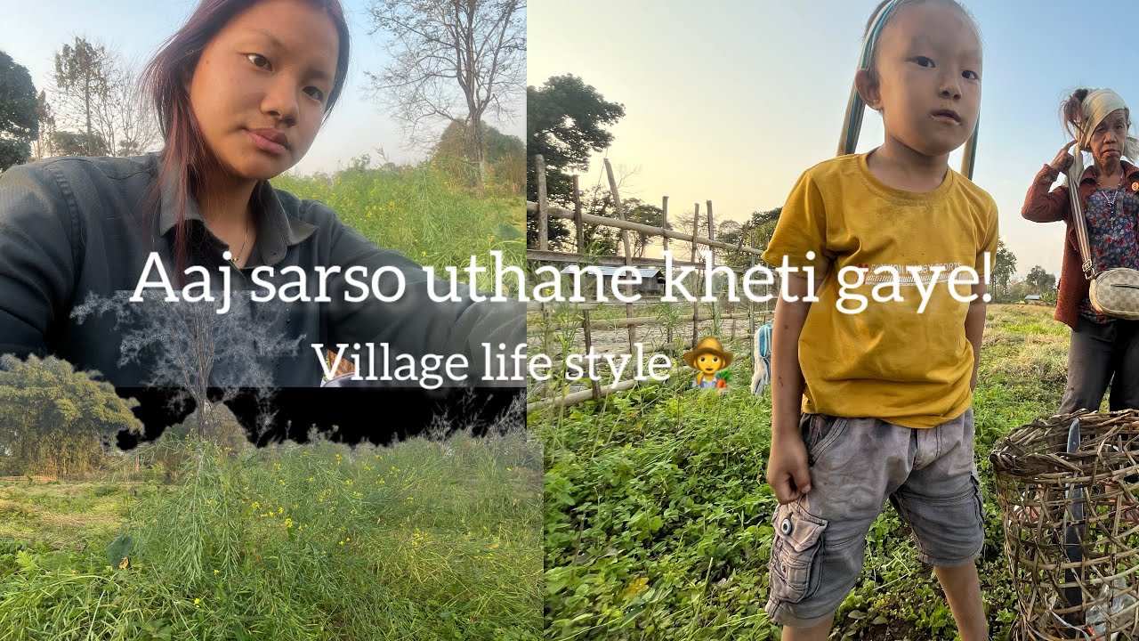 Aaj sarso uthane kheti gaye🧑‍🌾#villagelifestyle ||Arunachali🇮🇳