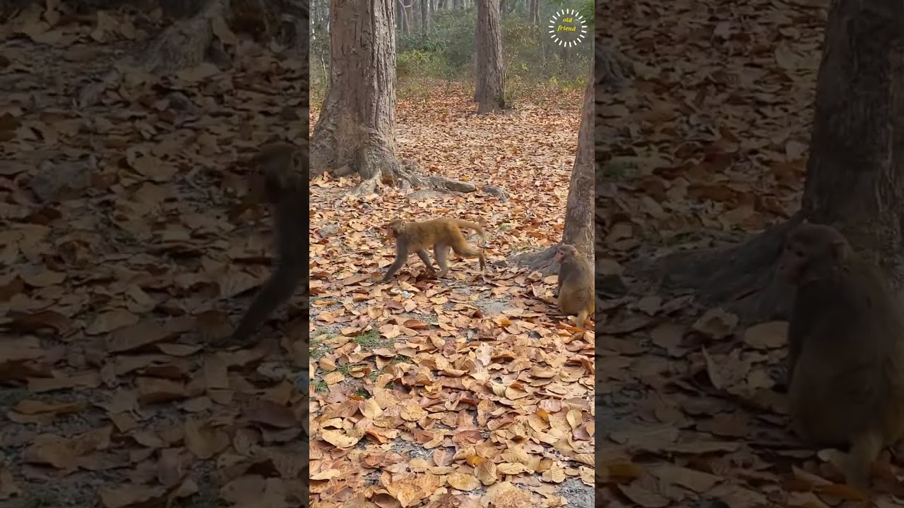Indian monkeys in forest