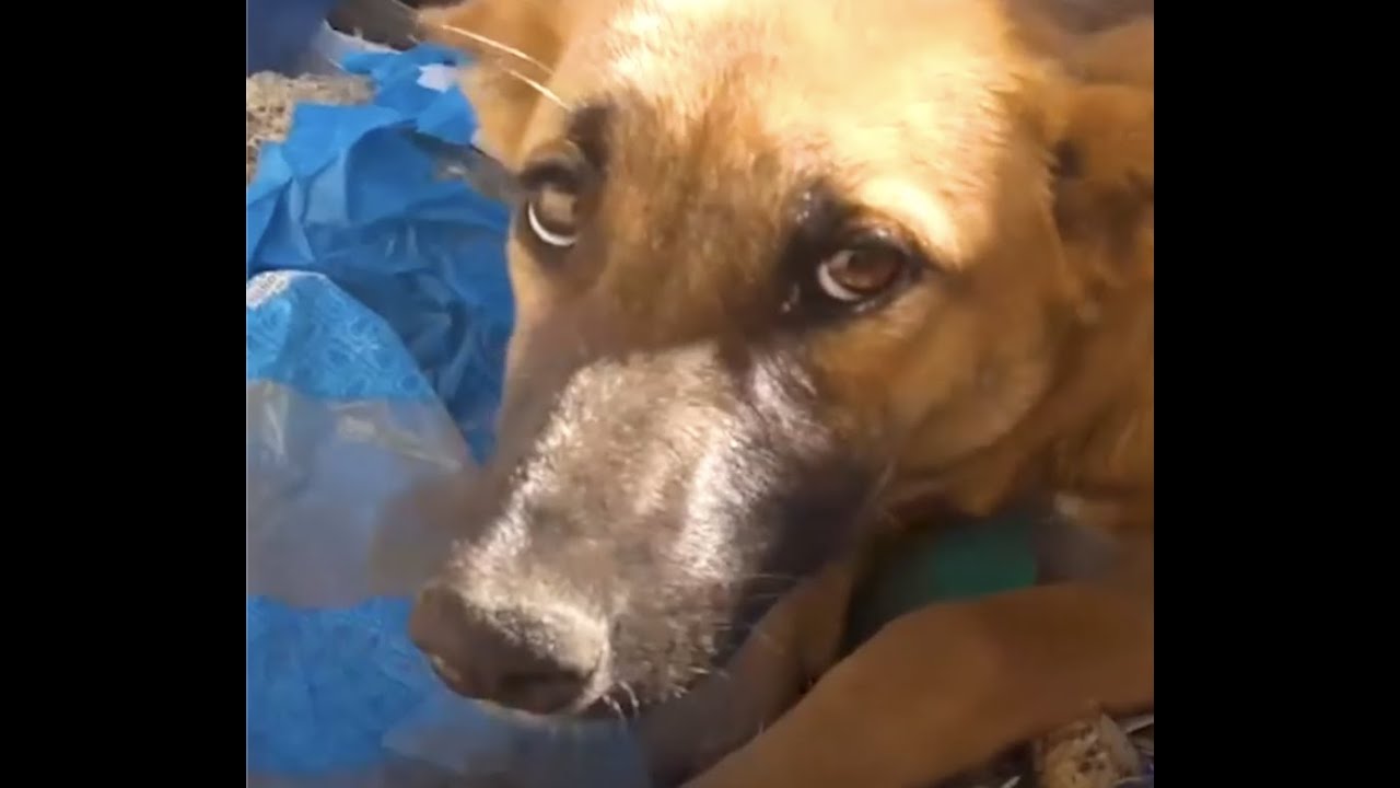 Dog Rescued From a Garbage Dump Finds the Perfect Best Friend ❤️